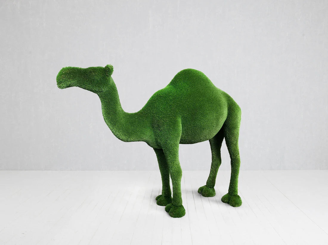 Turf Camel